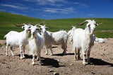 Patu, Blanket, Nepal, Goat, Wool, Natural, Shawl, Patoo, Scarf, Cashmere, Pashmina, Twin